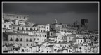 ferrandina ferrandina