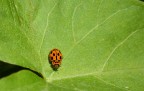 ...coccinella... ...coccinella...