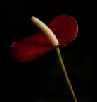 fiore fiore