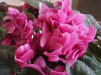 un fiore un fiore