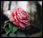 forse primavera? forse primavera?