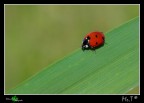 la prima coccinella.... la prima coccinella....