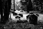 Viggiù, il Cimitero Vecchio Viggiù, il Cimitero Vecchio
