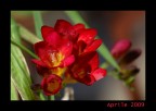 un altro fiore di primavera un altro fiore di primavera