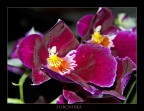 L'orchidea L'orchidea