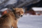 the fox the fox