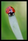 Coccinella