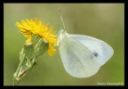 Bianco e giallo Bianco e giallo