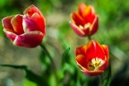 Fleurs_1 Fleurs_1
