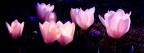 Tulipani al chiaro di luna Tulipani al chiaro di luna