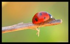 Coccinella Coccinella