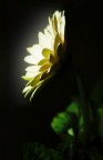 ... e luce fu ... e luce fu