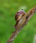Lumaca Lumaca
