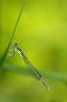 Platycnemis pennipes (m) Platycnemis pennipes (m)