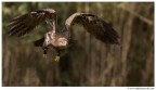 Aquila in volo Aquila in volo