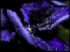 Viola Viola