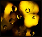 gold gold