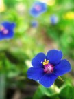 Fleur blue Fleur blue