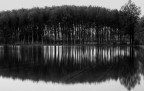 Riflesso in risaia Riflesso in risaia