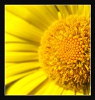 Diaframma: f/5.6
Marca: Canon
Fotocamera: Canon EOS 40D
Software di Post Prod.: Adobe Photoshop CS3 Windows
Tempo: 1/2000
ISO: 200
Focale: 85/1+ tubo 12mm