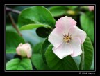 Fiore di mela cotogno Fiore di mela cotogno