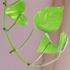 Natura Natura