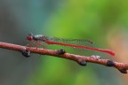 Ceriagrion tenellum Ceriagrion tenellum