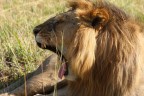 Leo Leo