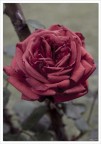 non c'è rosa senza spine non c'è rosa senza spine