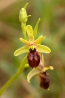Orchidee Orchidee