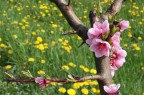 i fiori di Lucio i fiori di Lucio