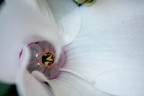 Prime macro da canoniana Prime macro da canoniana
