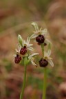 orchidea selvatica