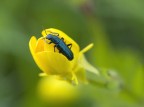L'impollinatore L'impollinatore