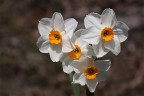 cuore di narcisi cuore di narcisi