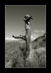 totem totem