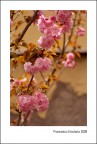 Primavera Cittadina Primavera Cittadina