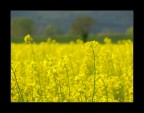 Il campo giallo Il campo giallo