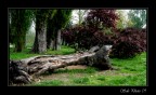 Il vecchio albero Il vecchio albero