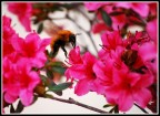 azalea e ospite...