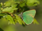 Callophrys rubi