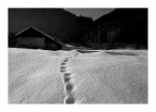 orme orme