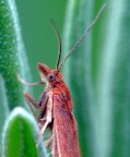 farfallina farfallina