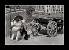 vita da cani 2 vita da cani 2