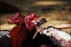 la pelea de los gallos