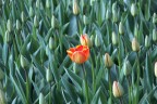 Tulipani a Keikenhof - 1 Tulipani a Keikenhof - 1