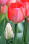 Tulipani a Keikenhof - 2 Tulipani a Keikenhof - 2