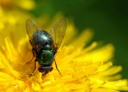 mosca blu mosca blu