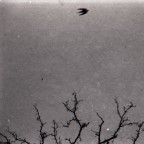 olympus OM4    50mm f1.4 1/2000
riflesso in uno stagno