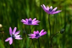 anemoni? anemoni?